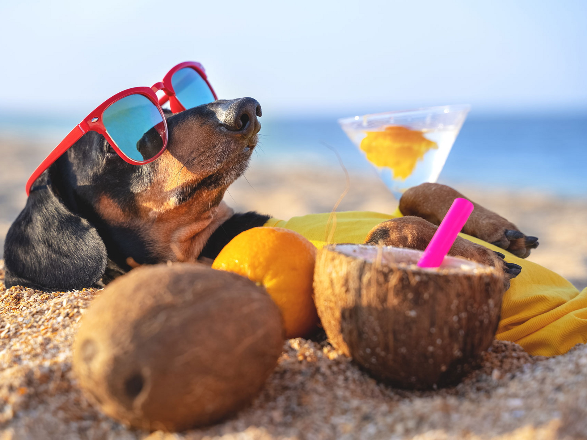 Hund mit Sonnenbrille liegt entspannt im Sand am Strand, umgeben von Kokosnüssen, einem Getränk und Citrusfrüchten.