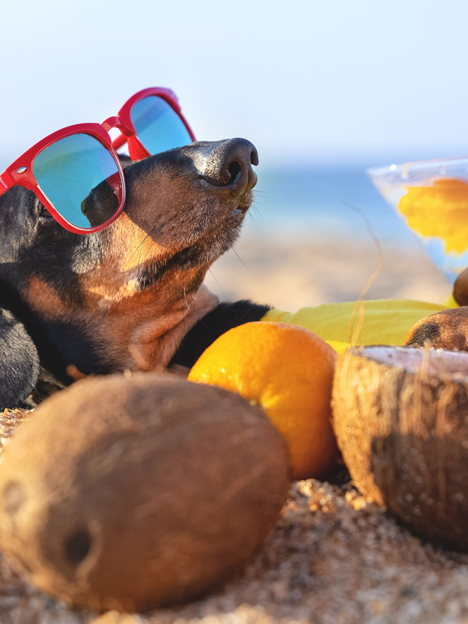 Hund mit Sonnenbrille liegt entspannt im Sand am Strand, umgeben von Kokosnüssen, einem Getränk und Citrusfrüchten.